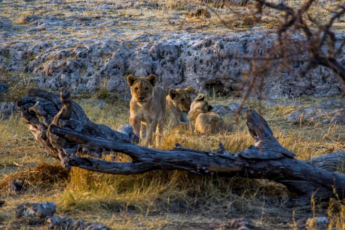 Growing up in the Luangwa River Valley in Zambia allowed Thandiwe Mweetwa to live in close proximity to wildlife. Growing up in the Luangwa River Valley in Zambia allowed Thandiwe Mweetwa to live in close proximity to wildlife.